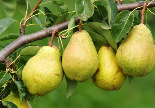 Growing Delicious Pears in Dripping Springs, Texas Orchards