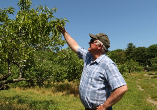Protecting Orchards from Extreme Weather in Dripping Springs, Texas