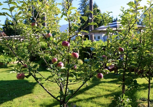 Growing Apples in Dripping Springs, Texas Orchards: A Guide for Home Gardeners